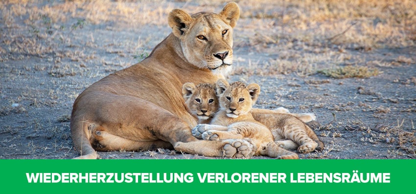 Phoenexia - Geometrische Vergoldete Löwen Kette - Rette Löwen vor dem Aussterben!