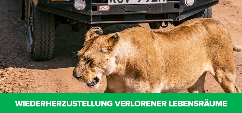 Phoenexia - Geometrisches Verstellbares Löwen Armband - Rette Löwen vor dem Aussterben!