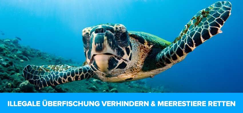 Phoenexia - Blauer Meeresschildkröte Ring - Entfernt 2,5 kg Plastik