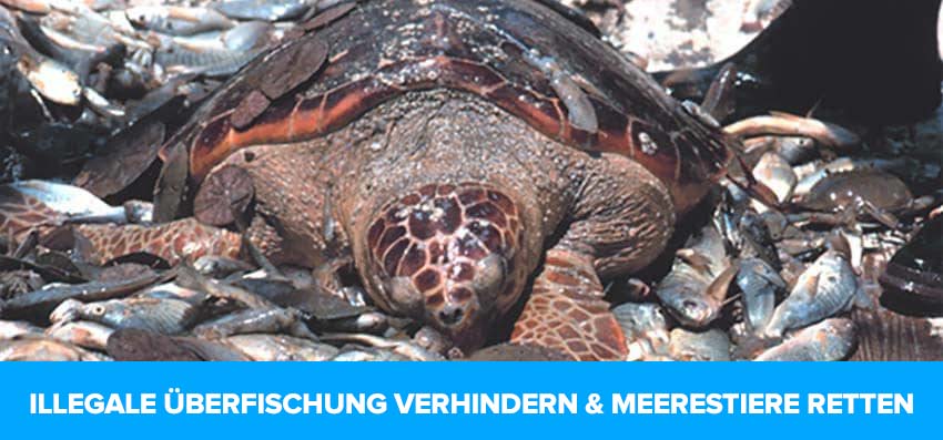 Phoenexia - Schildkröte Ohrringe – Entferne 2,5 kg Plastik