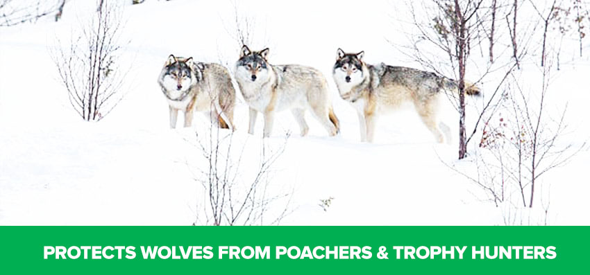 Phoenexia - Verstellbares Wolf Armband - Rette gefährdete Wölfe