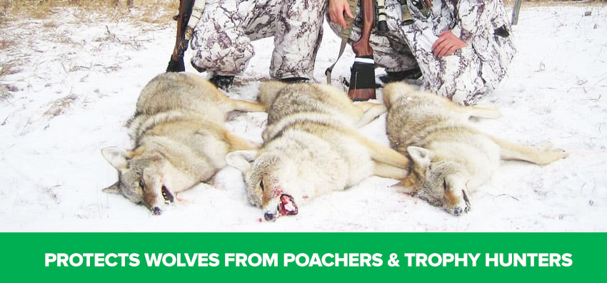Phoenexia - Verstellbares Wolf Armband - Rette gefährdete Wölfe