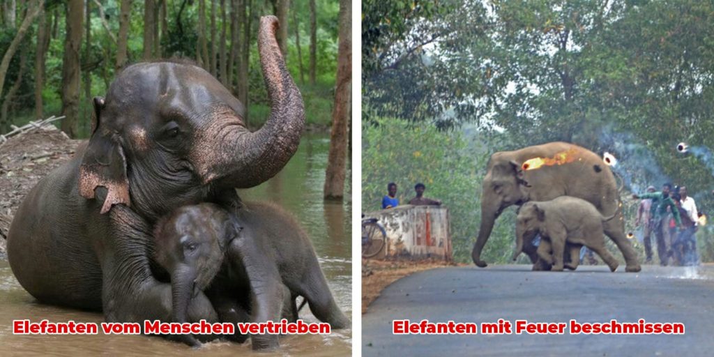 Phoenexia - 3 herzzerreißende Gründe warum Elefanten bald aussterben und wie wir sie retten können bevor es zu spät ist!