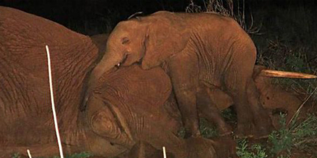 Phoenexia - 3 herzzerreißende Gründe warum Elefanten bald aussterben und wie wir sie retten können bevor es zu spät ist!