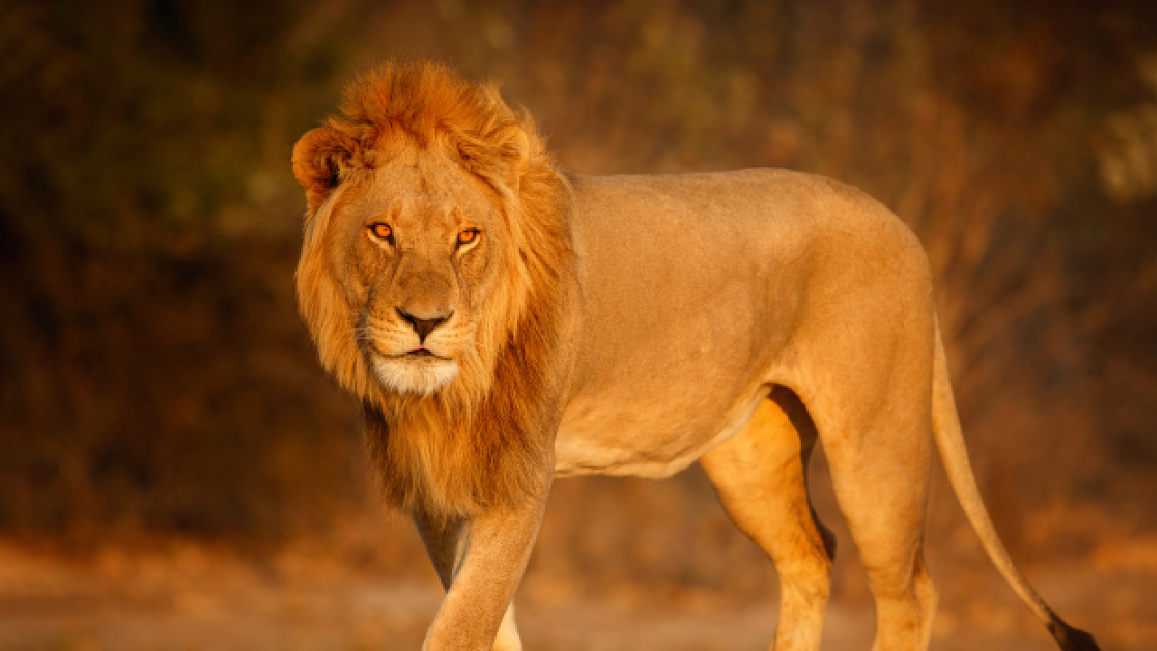 Krafttier Löwe - Löwen vom Aussterben bedroht - Phoenexia