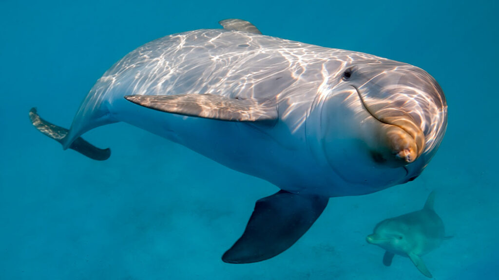 Phoenexia - Krafttier Delfin – entdecke die 4 Merkmale vom epathischen Delfin und seine spirituelle Bedeutung