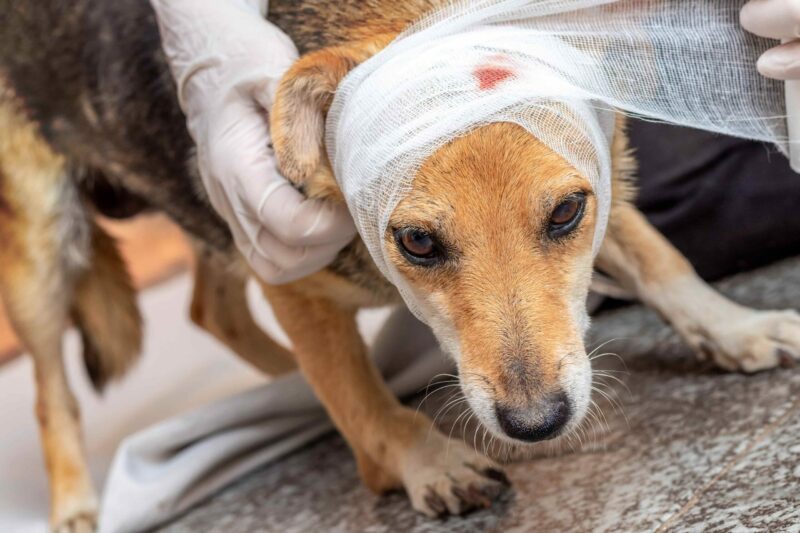 Phoenexia - Thailands dunkle Seite: 3 herzzerreißende Fakten über das Leid der Straßenhunde